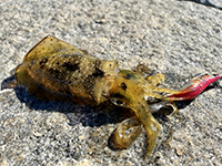 雑賀崎で釣れる魚-アオリイカ