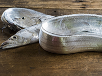 雑賀崎で釣れる魚-タチウオ