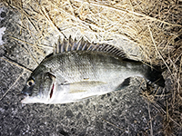 雑賀崎で釣れる魚-チヌ
