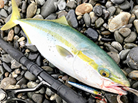 雑賀崎で釣れる魚-メジロ・ハマチ・ブリ