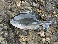 雑賀崎で釣れる魚-グレ