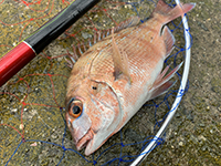 雑賀崎で釣れる魚-マダイ