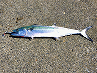 雑賀崎で釣れる魚-サゴシ・サワラ