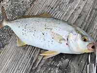 雑賀崎で釣れる魚-シオ
