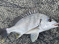 雑賀崎で釣れる魚-キビレ