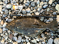 雑賀崎で釣れる魚-ヒラメ