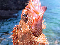雑賀崎で釣れる魚-ガシラ