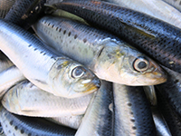 雑賀崎で釣れる魚-いわし
