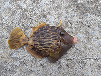 雑賀崎で釣れる魚-カワハギ