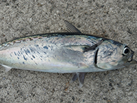 雑賀崎で釣れる魚-ソウダガツオ