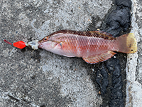 雑賀崎で釣れる魚-ベラ