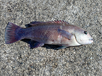 雑賀崎で釣れる魚-コブダイ