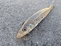 雑賀崎で釣れる魚-キス