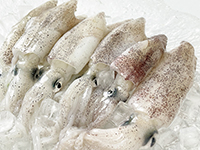 雑賀崎で釣れる魚-ヒイカ