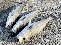 雑賀崎で釣れる魚-スズキ
