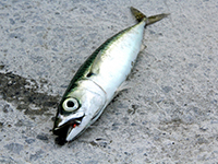 雑賀崎で釣れる魚-サバ