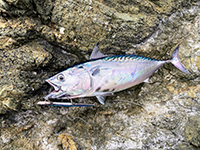 雑賀崎で釣れる魚-スマガツオ
