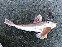 雑賀崎で釣れる魚-ホウボウ