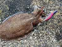 雑賀崎で釣れる魚-モンゴウイカ