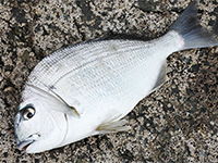 雑賀崎で釣れる魚-ヘダイ