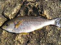 雑賀崎で釣れる魚-イサキ
