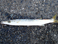 雑賀崎で釣れる魚-カマス