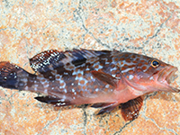 雑賀崎で釣れる魚-キジハタ