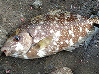 雑賀崎で釣れる魚-アイゴ