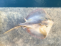 雑賀崎で釣れる魚-エイ