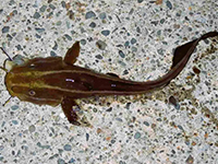 雑賀崎で釣れる魚-ゴンズイ